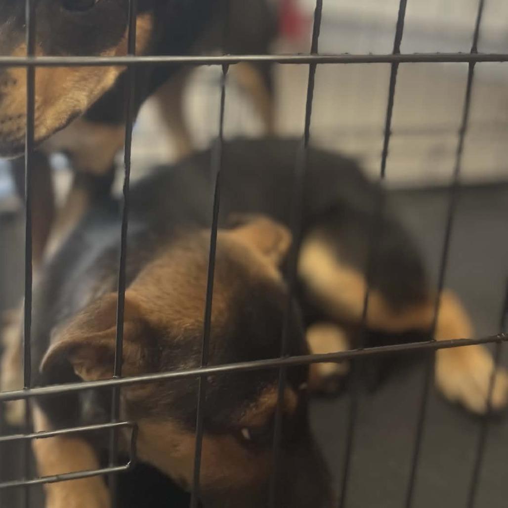 Enlarge Wilma, a Adoptable German Shepherd Dog in West Richland, WA image 4/6