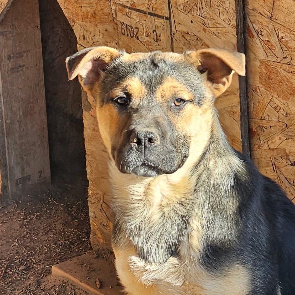 Enlarge Wilma, a Adoptable German Shepherd Dog in West Richland, WA image 5/6