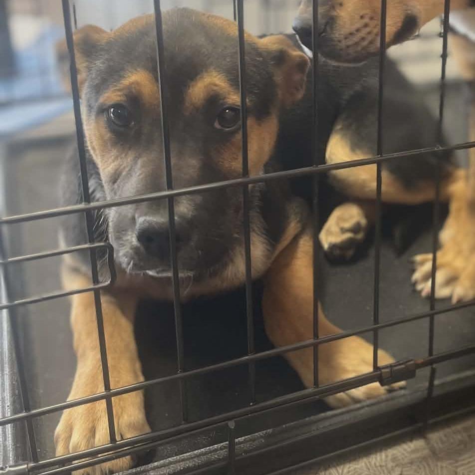 Enlarge Wilma, a Adoptable German Shepherd Dog in West Richland, WA image 6/6