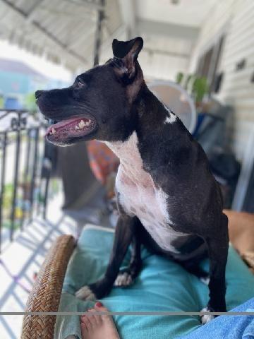 Coco (In Foster), Adoptable, Adult Female Boxer & Hound.