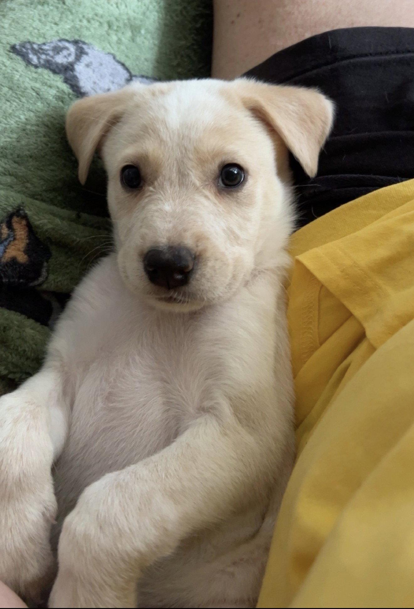 Wonder Woman, Adoptable, Young Female Golden Retriever & Anatolian Shepherd.