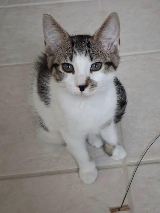 Mocha, adopted, Kitten Female Domestic Short Hair.