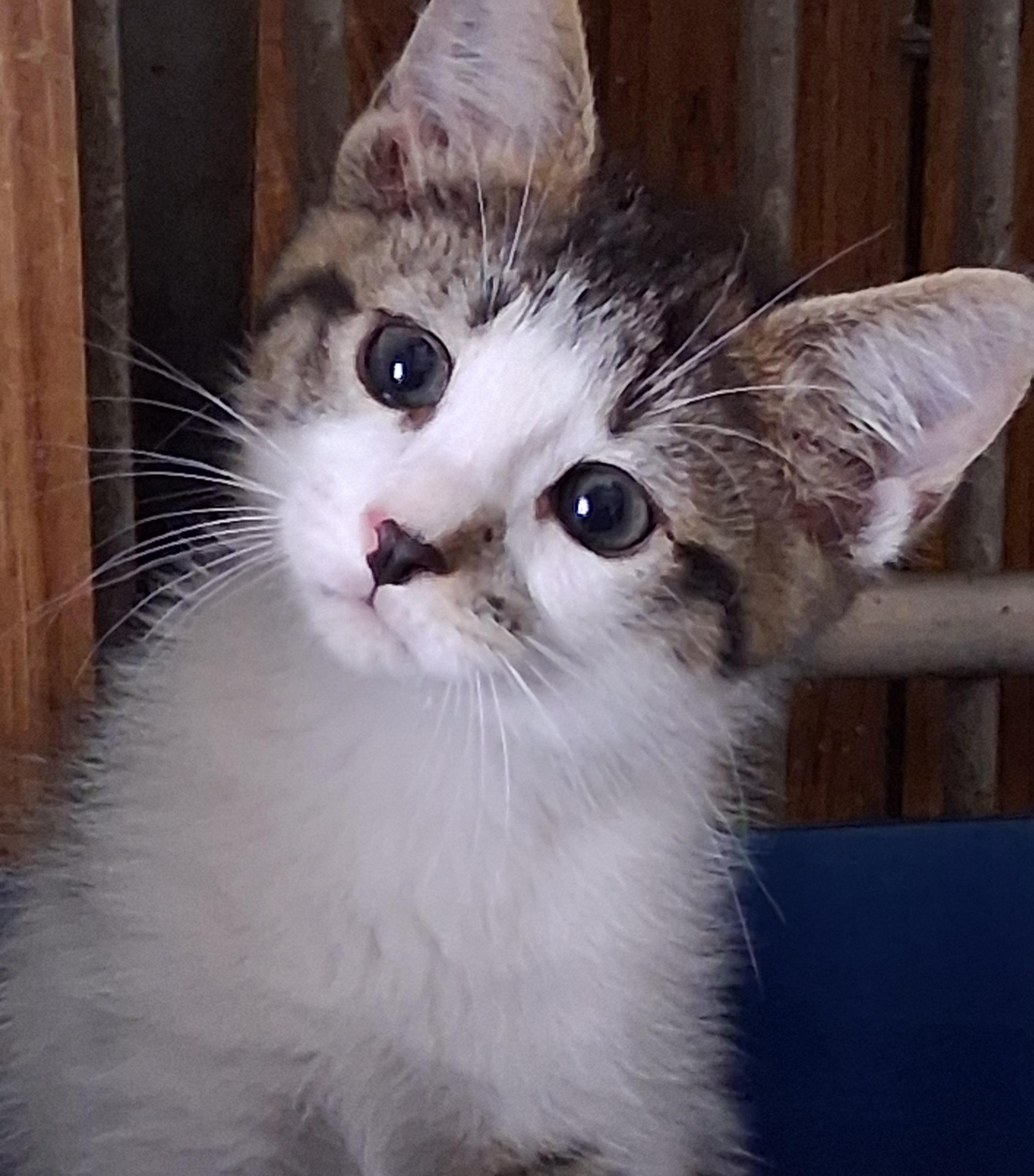 Mocha, an adopted Domestic Short Hair in Greenville, NC image 2/6