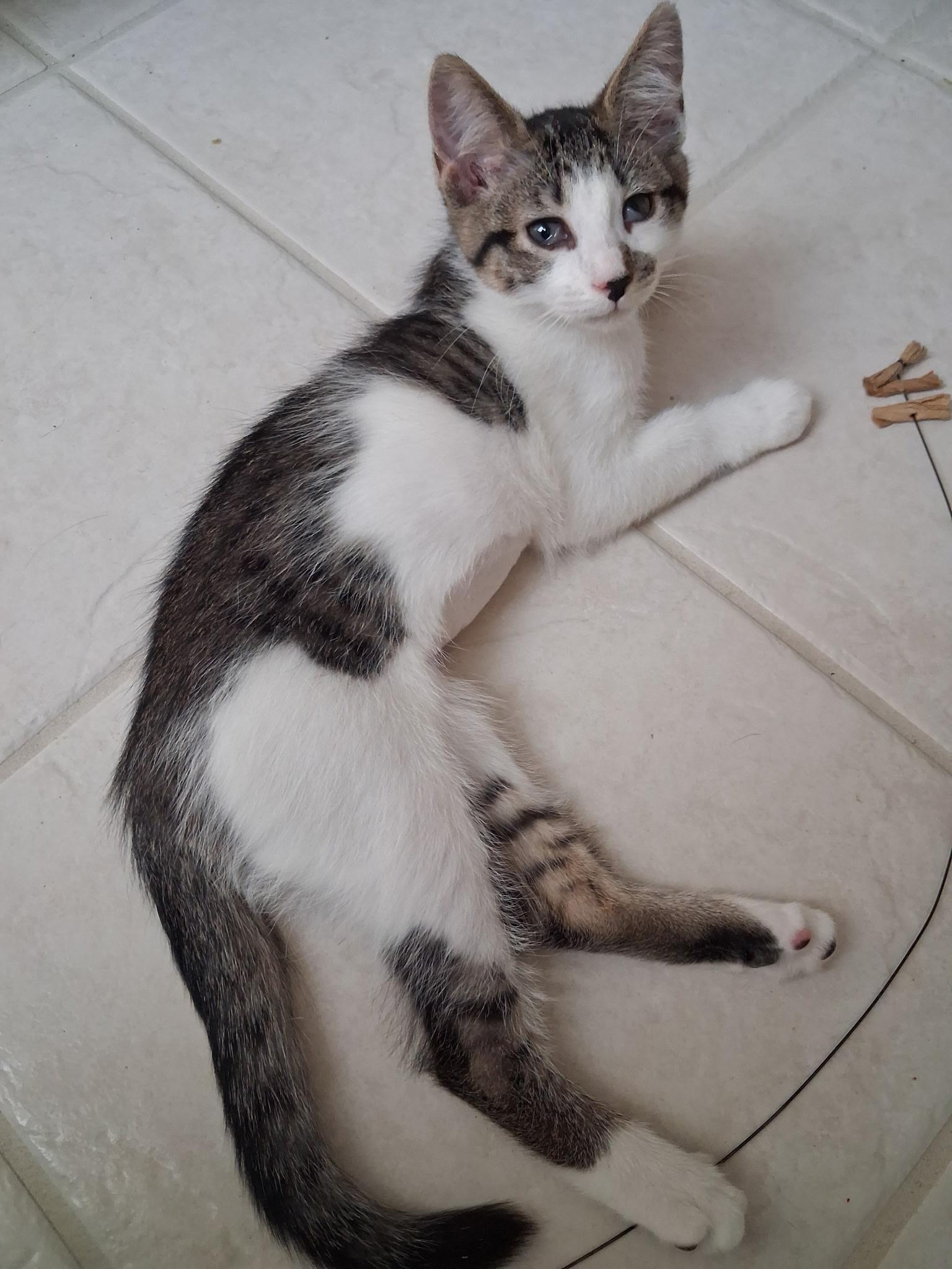 Mocha, an adopted Domestic Short Hair in Greenville, NC image 3/6