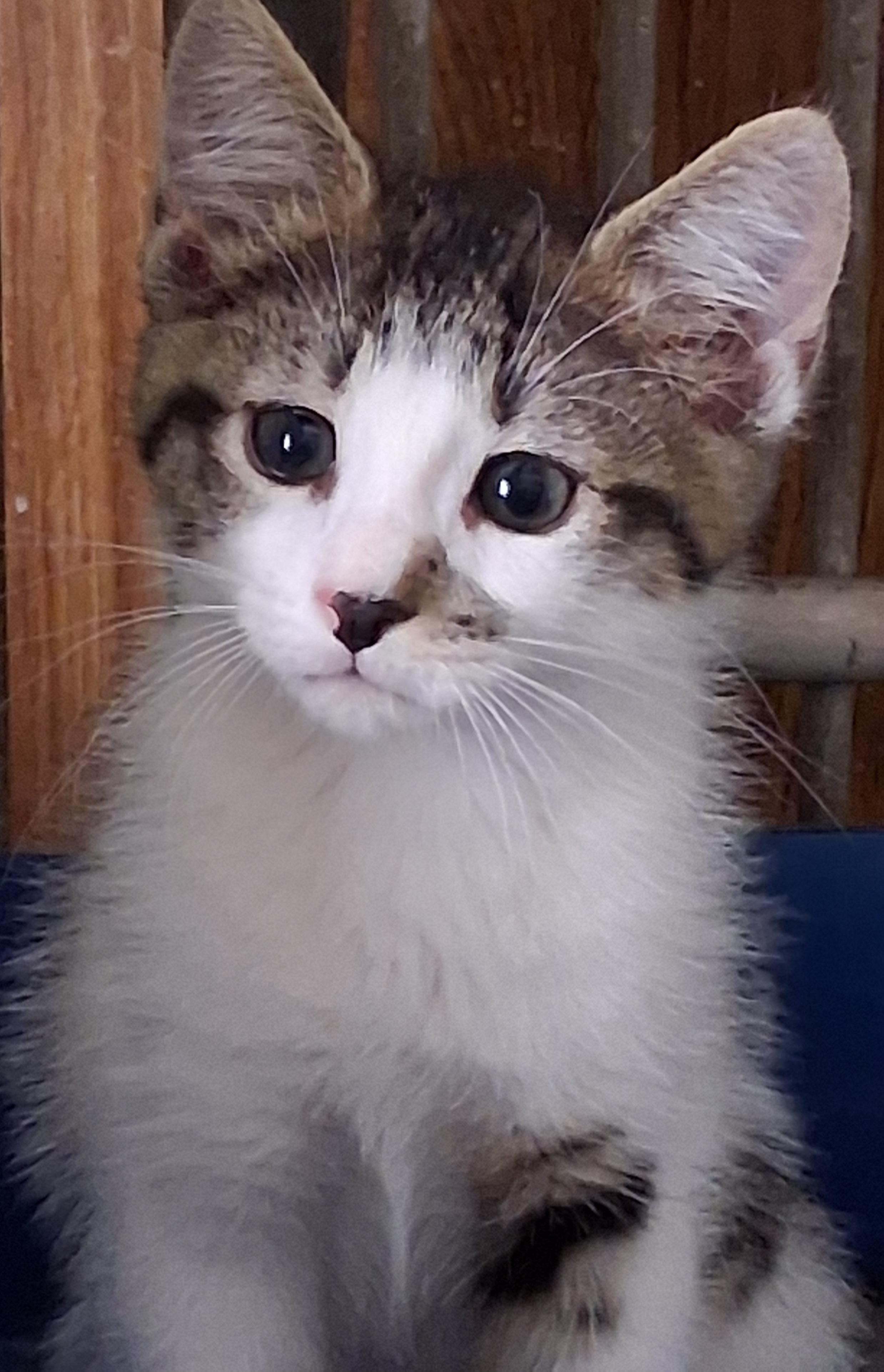 Mocha, an adopted Domestic Short Hair in Greenville, NC image 4/6
