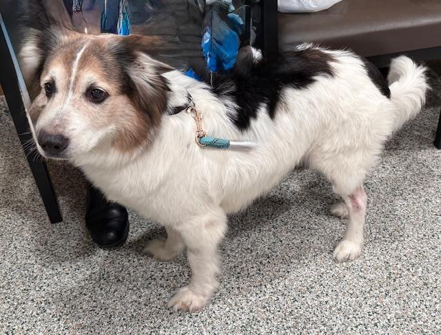 Rocky, an adopted mixed breed in Abingdon, MD image 2/2