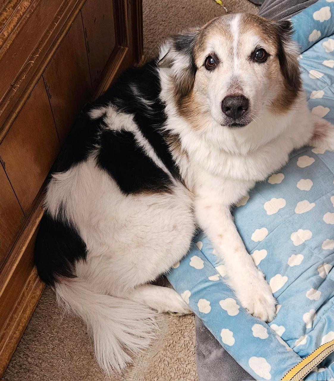 Rocky, an adopted mixed breed in Abingdon, MD image 1/2