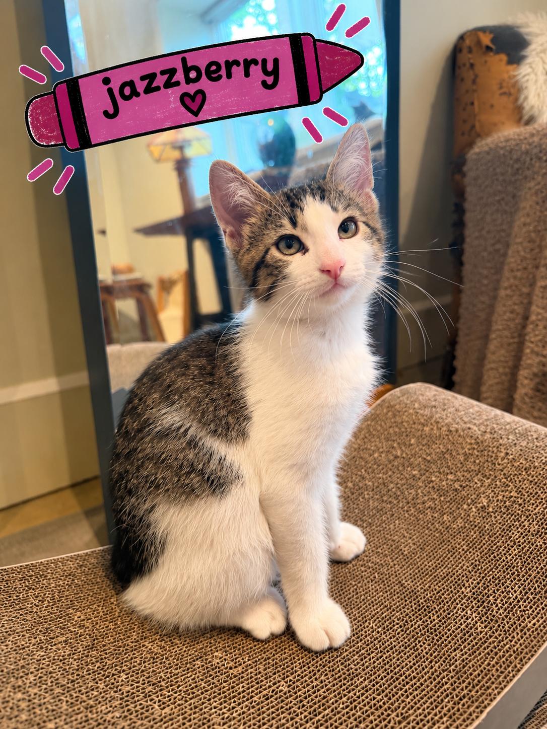 Jazzberry, ADOPTABLE, Kitten Male Domestic Short Hair.