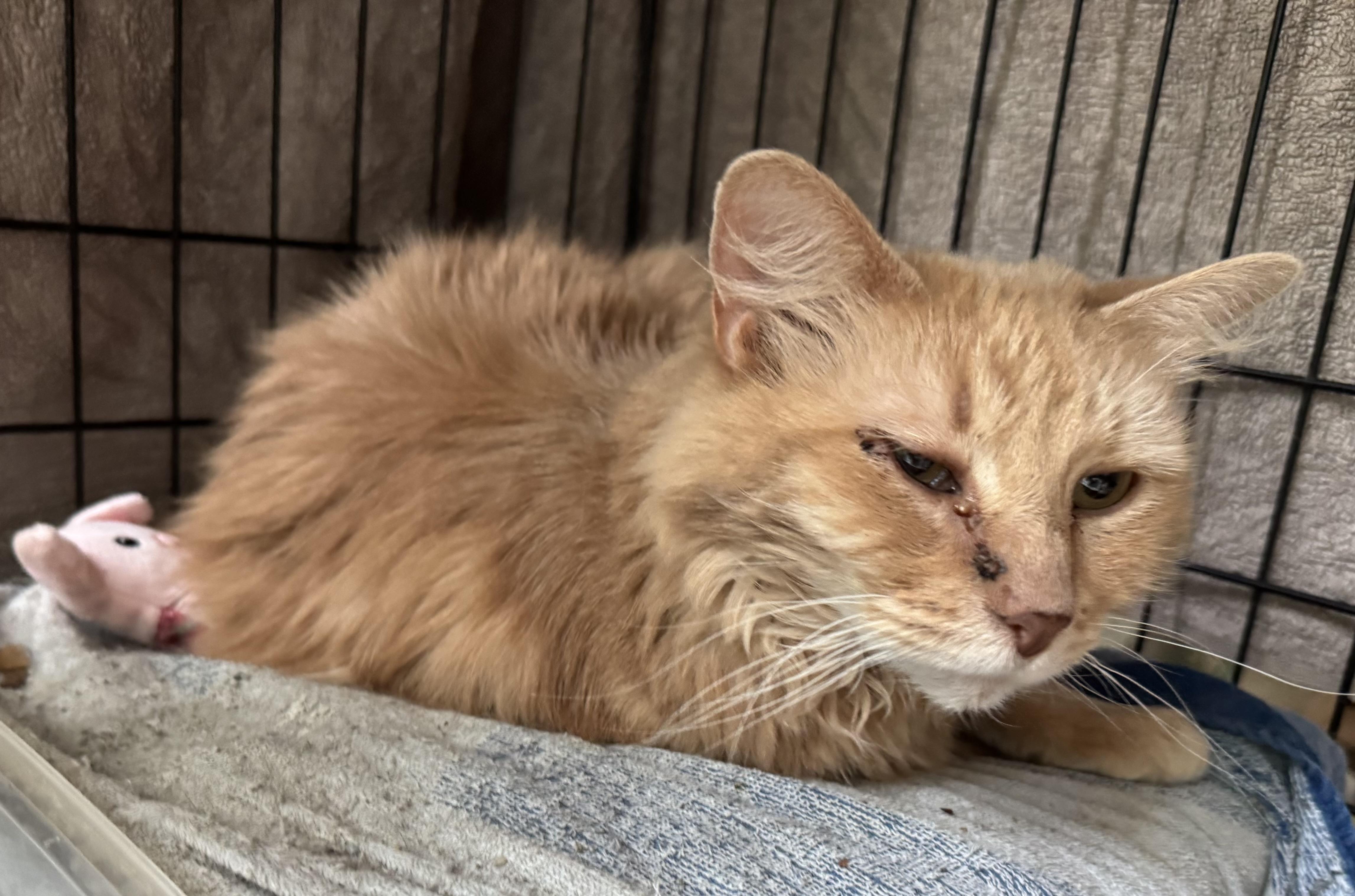 Enlarge William, an adopted Domestic Medium Hair in Beverly, MA image 1/2