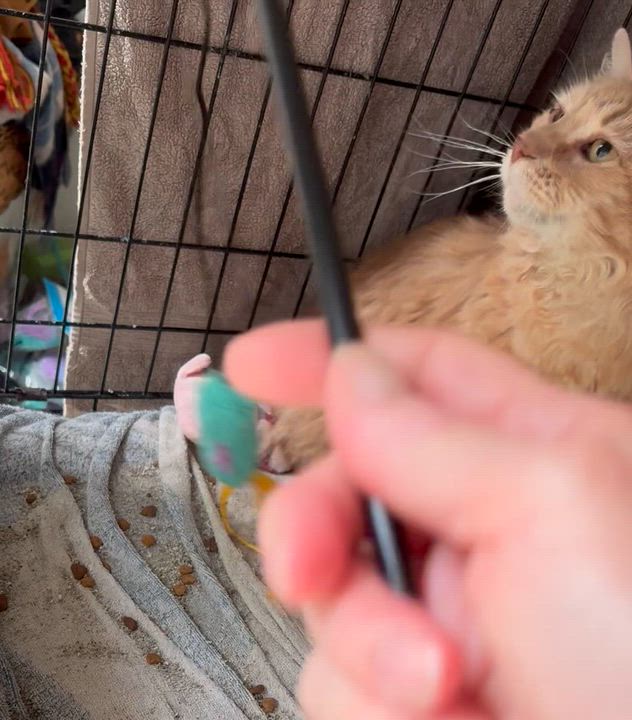 Enlarge William, an adopted Domestic Medium Hair in Beverly, MA video 2/2