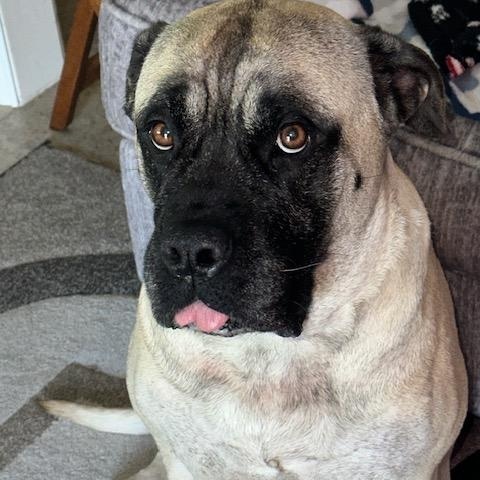Ruby. -Tx, an adoptable Bullmastiff in Dallas, TX, 75201 | Photo Image 1