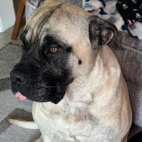 Ruby. -Tx, a Adoptable Bullmastiff in Dallas, TX image 2/2