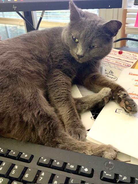 Enlarge Mama Chloe, a Adoptable Domestic Short Hair in Charlotte, NC image 2/3