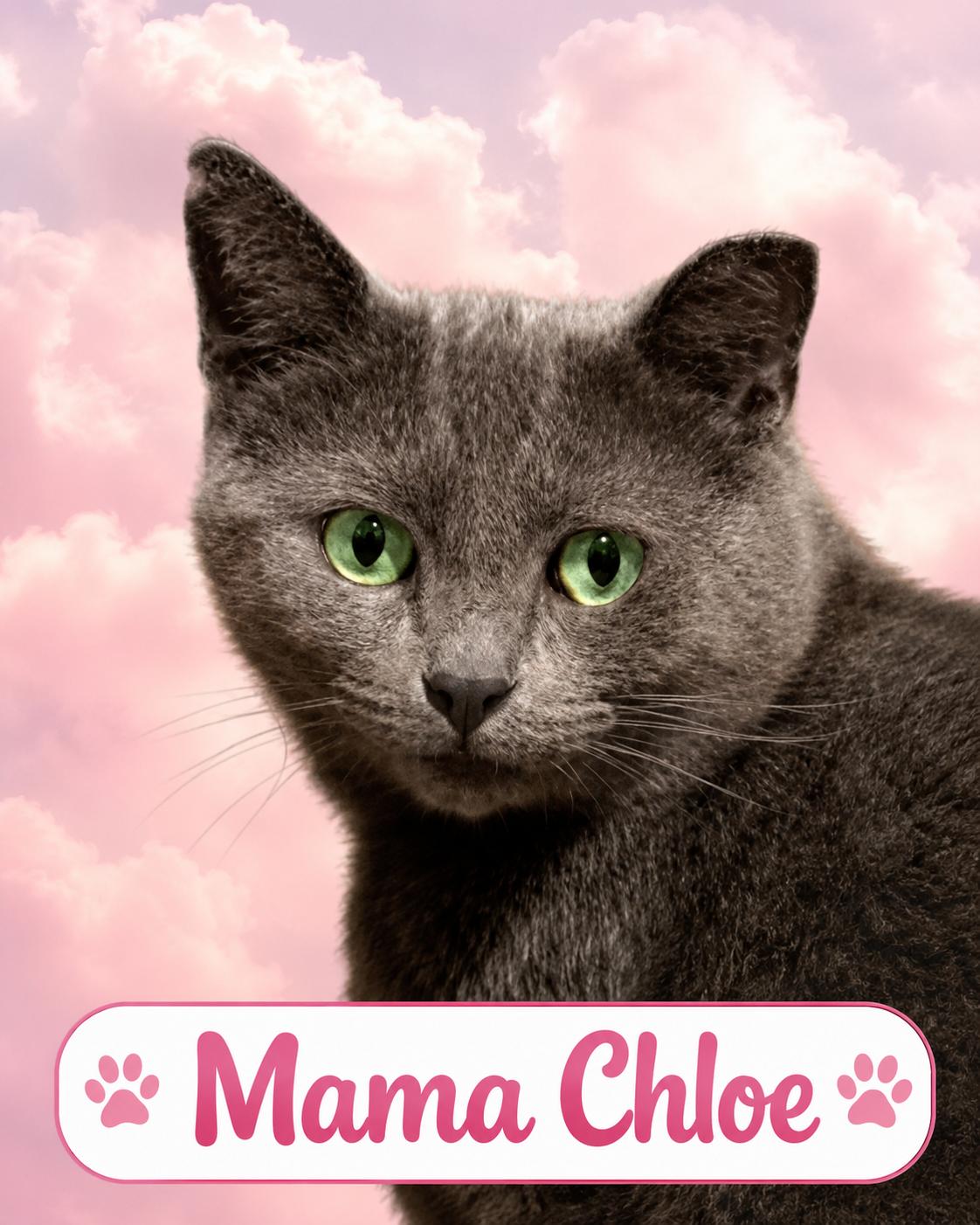 Mama Chloe, Adoptable, Adult Female Domestic Short Hair.