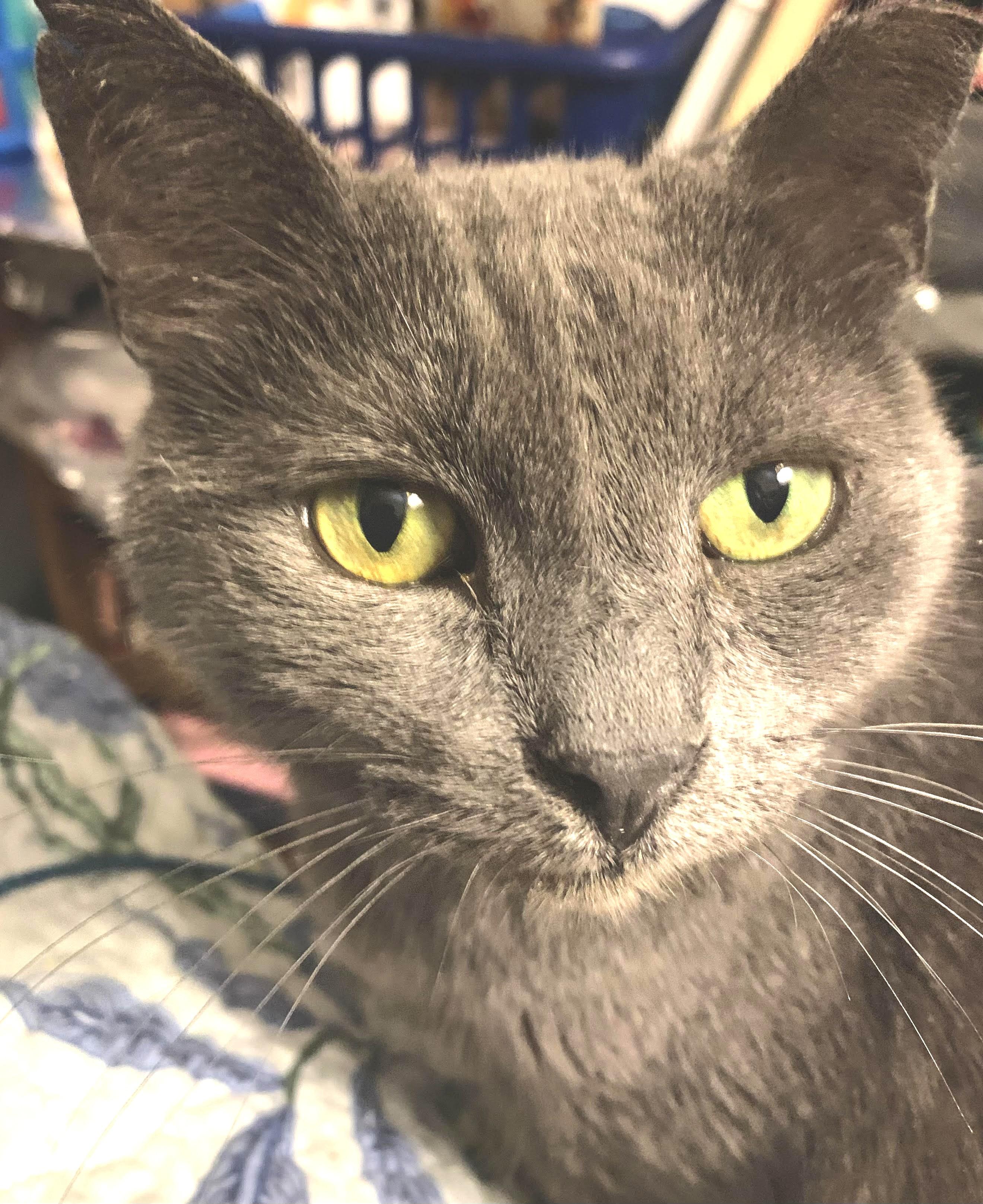 Mama Chloe, a Adoptable Domestic Short Hair in Charlotte, NC image 2/5