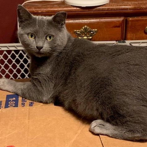 Mama Chloe, Adoptable, Adult Female Domestic Short Hair.