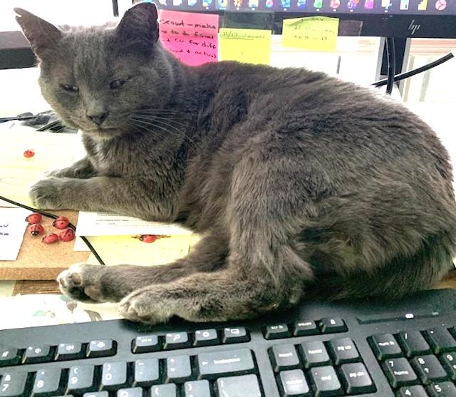 Enlarge Mama Chloe, a Adoptable Domestic Short Hair in Charlotte, NC image 3/3