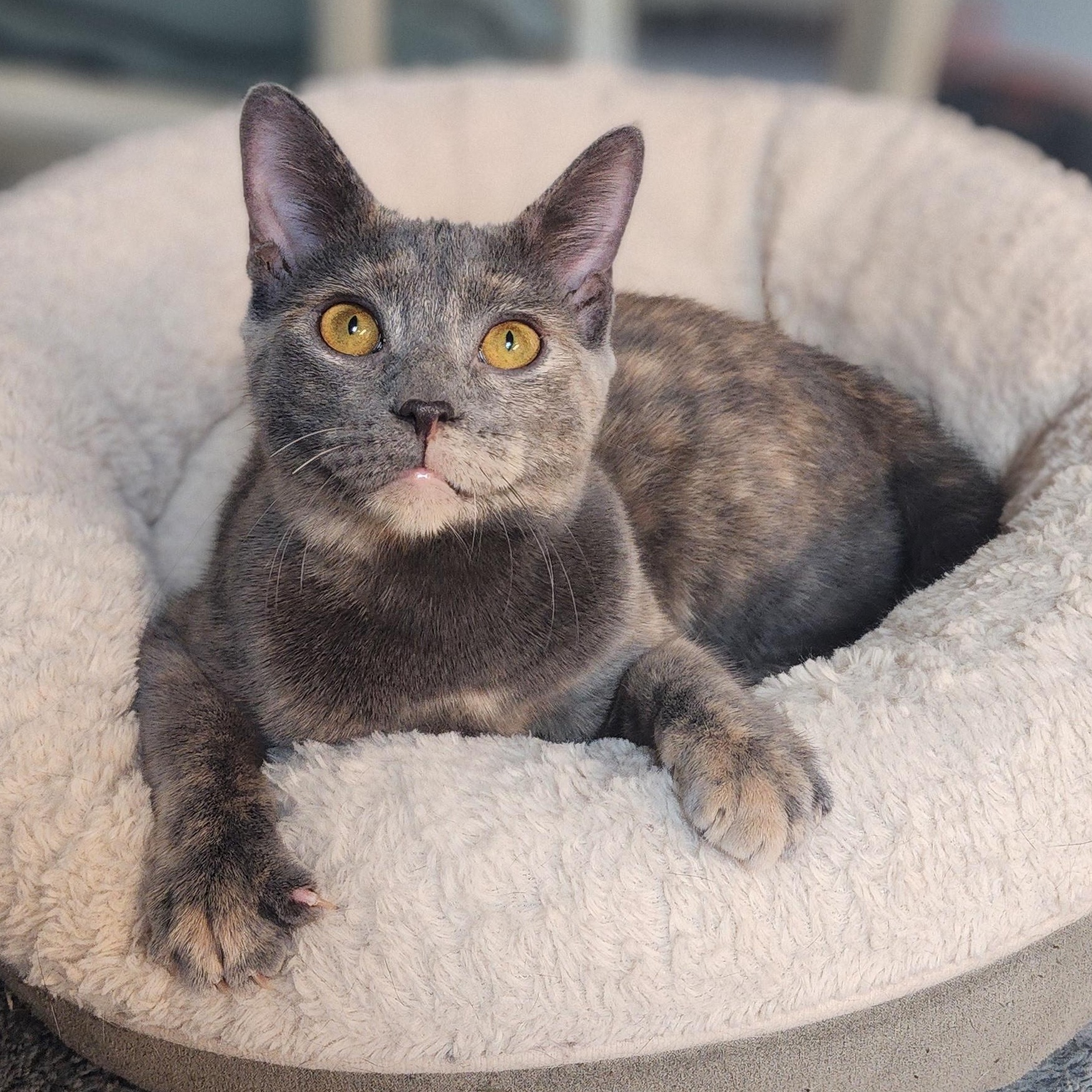 Meow Meow, Adoptable, Kitten Female Domestic Short Hair.