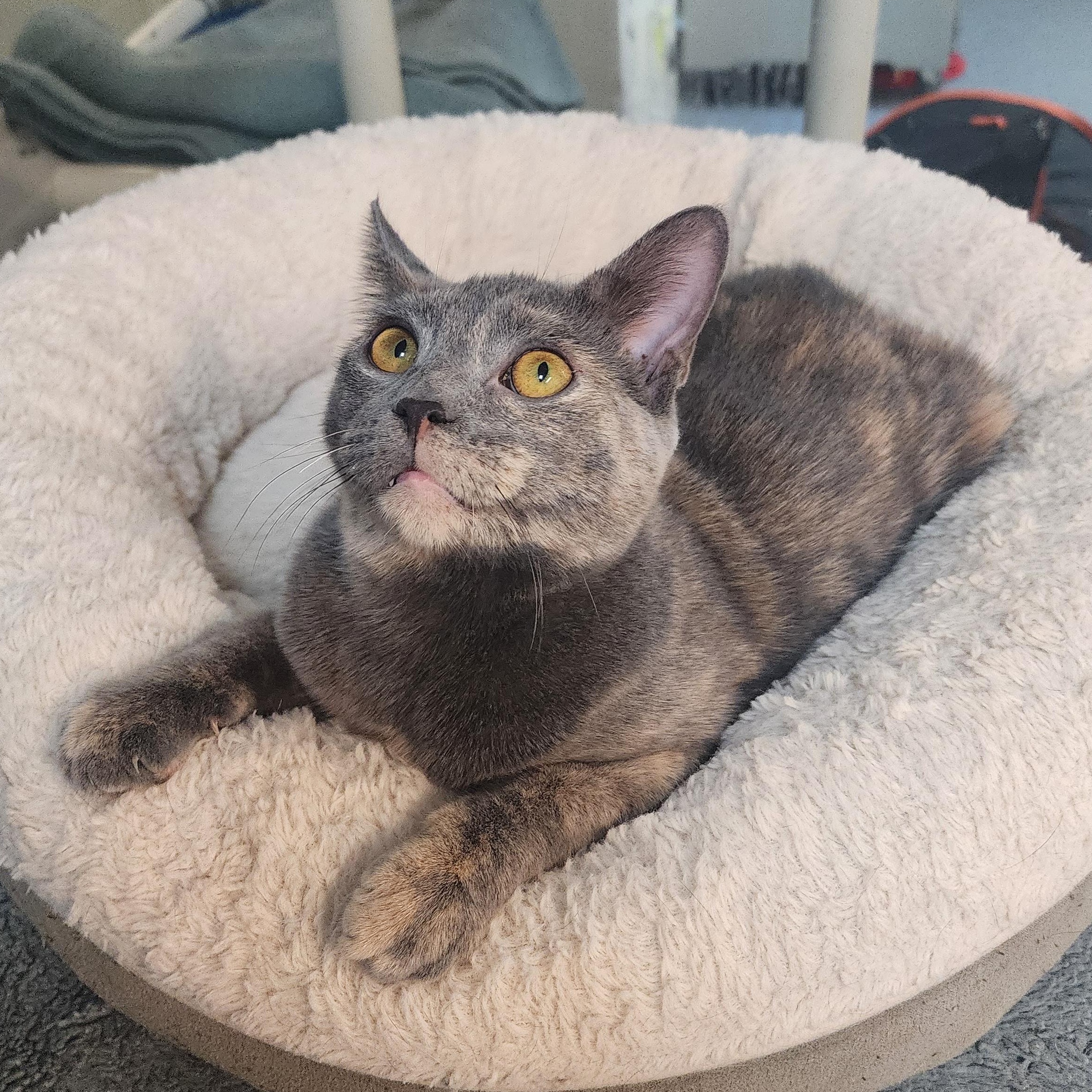 Enlarge Meow Meow, a Adoptable mixed breed in Greensboro, NC image 4/4