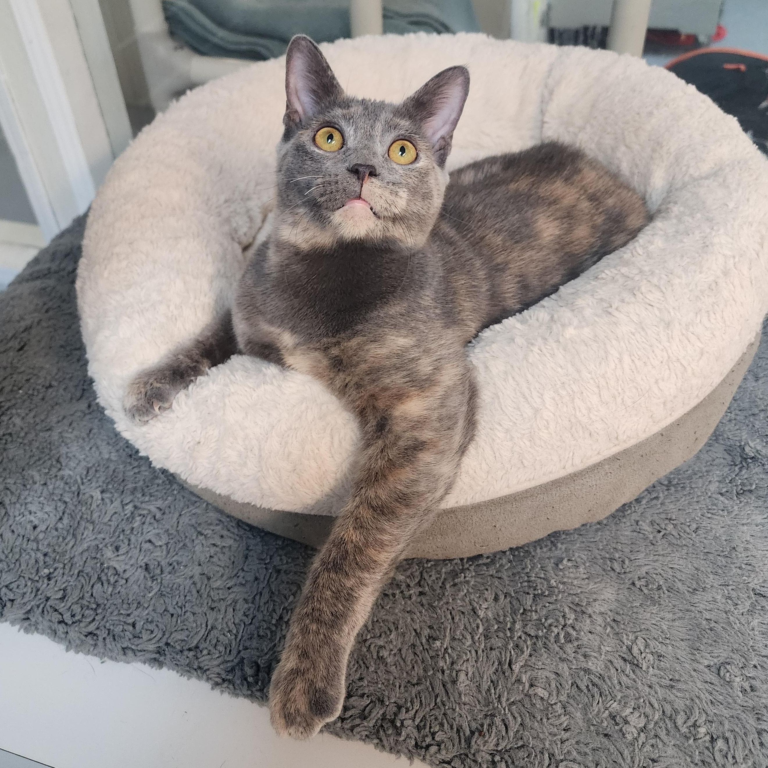 Enlarge Meow Meow, a Adoptable mixed breed in Greensboro, NC image 3/4