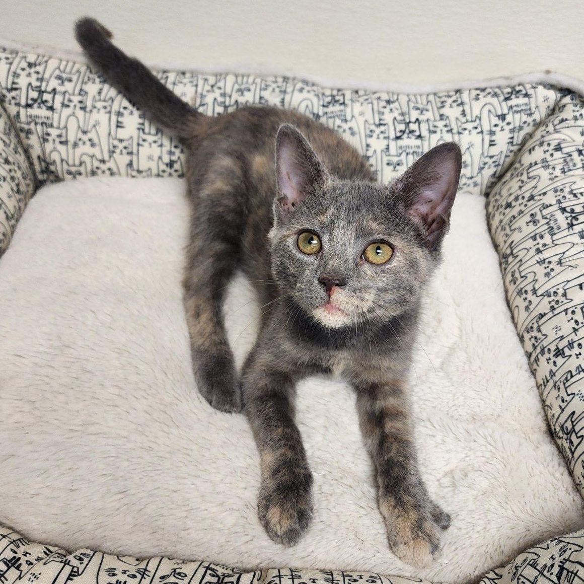 Meow Meow, Adoptable, Kitten Female Domestic Short Hair.