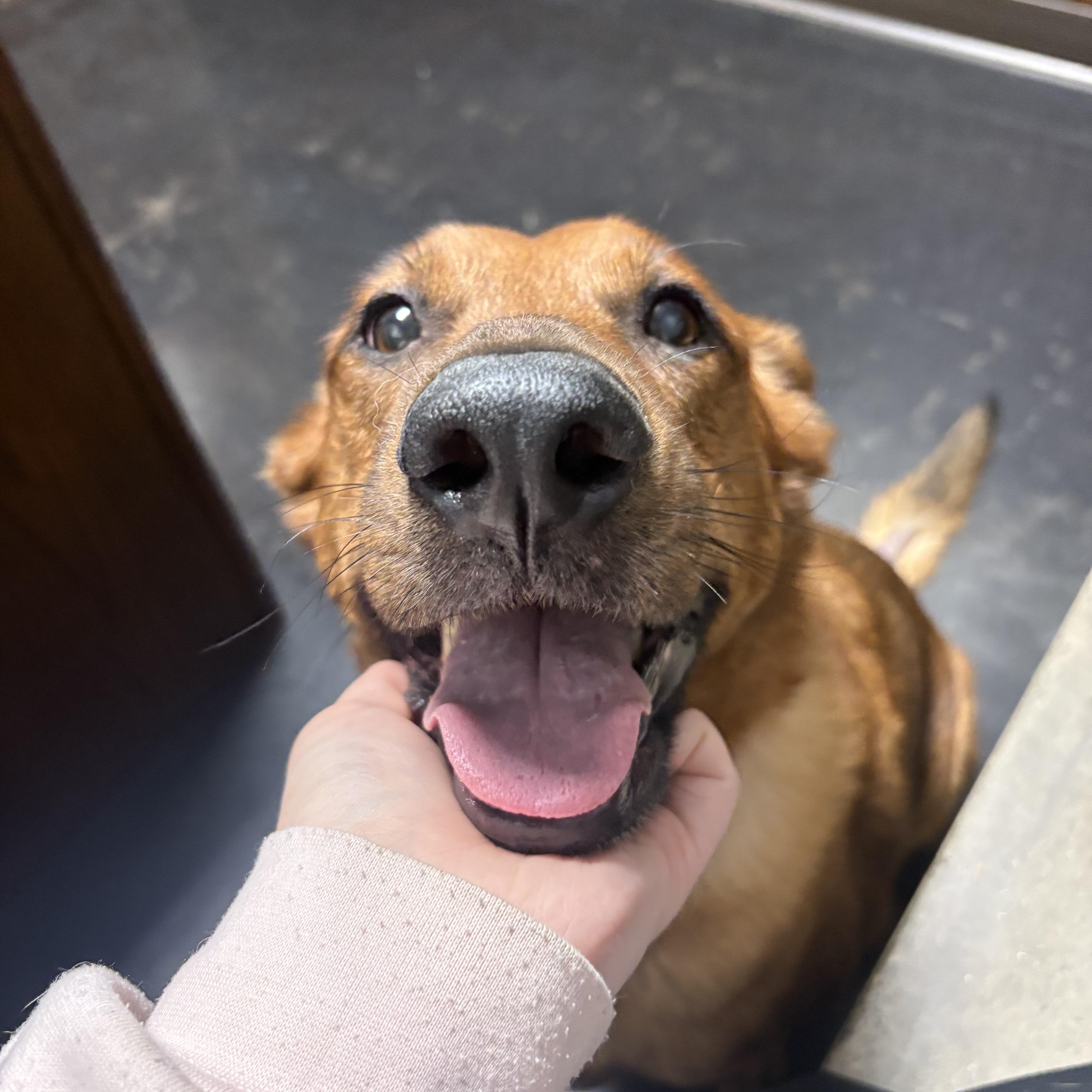 Enlarge Penny, a Adoptable mixed breed in atlanta, GA image 3/6