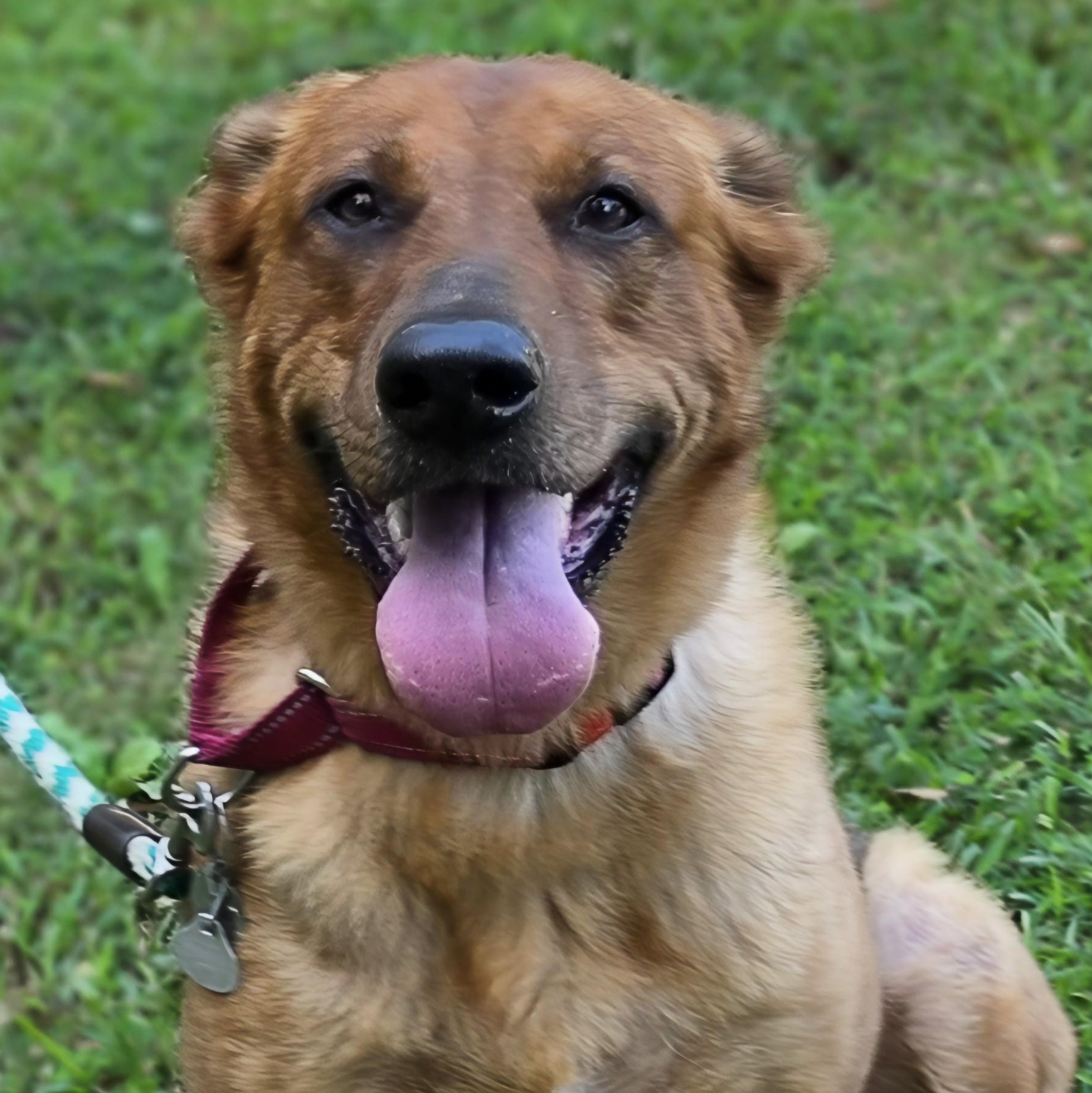 Enlarge Penny, a Adoptable mixed breed in atlanta, GA image 4/6