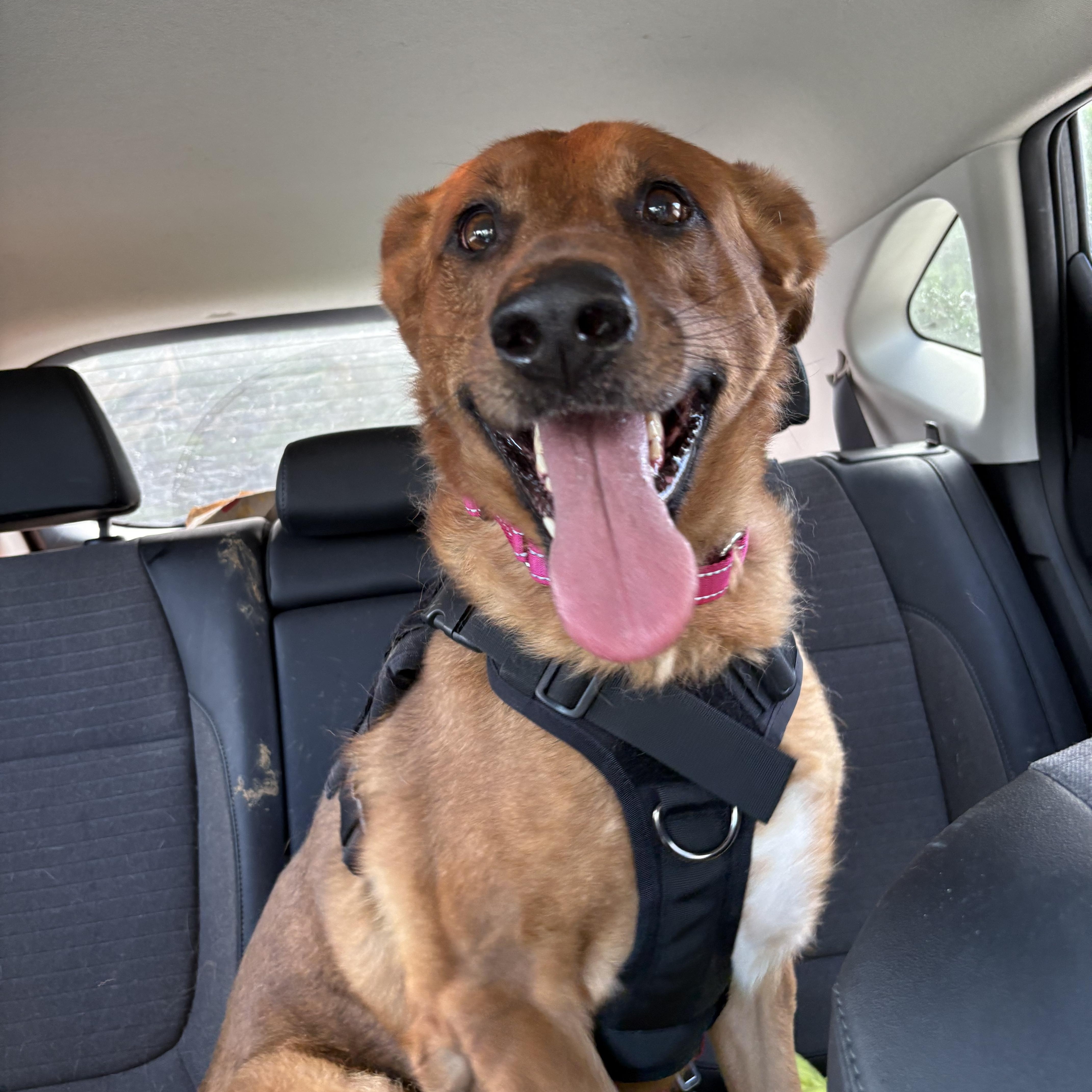 Enlarge Penny, a Adoptable mixed breed in atlanta, GA image 5/6