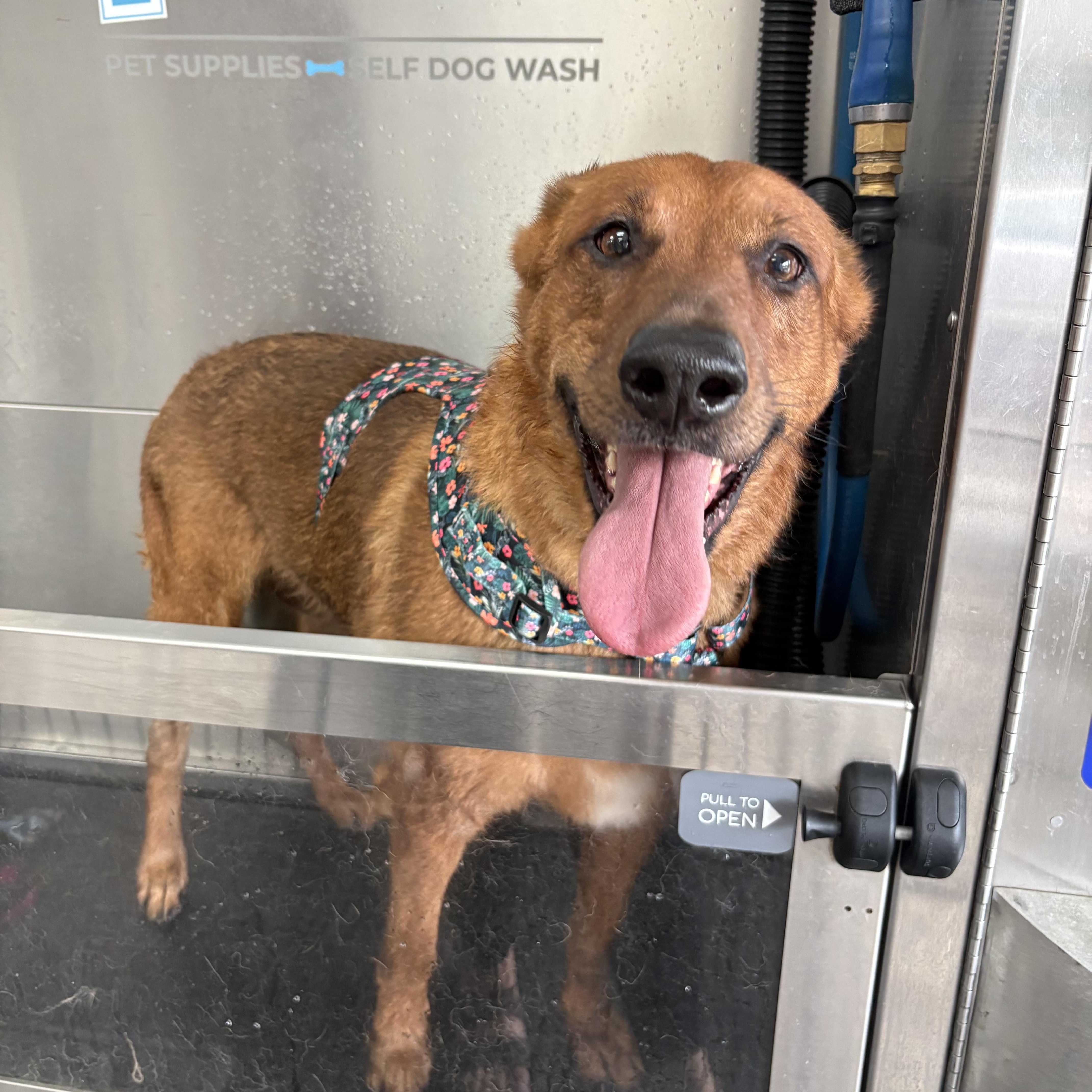 Penny, Adoptable, Adult Female Retriever.