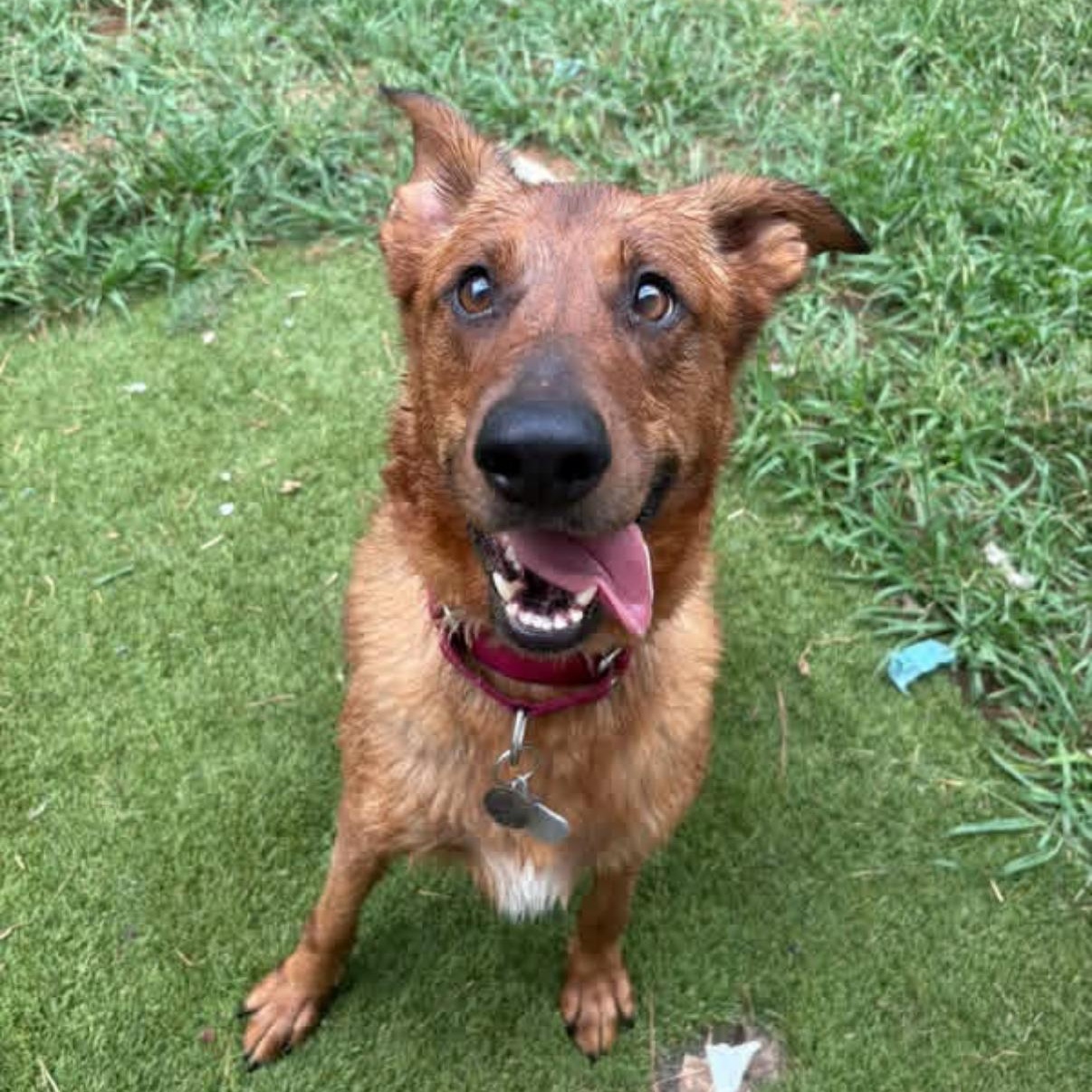 Enlarge Penny, a Adoptable mixed breed in atlanta, GA image 2/6