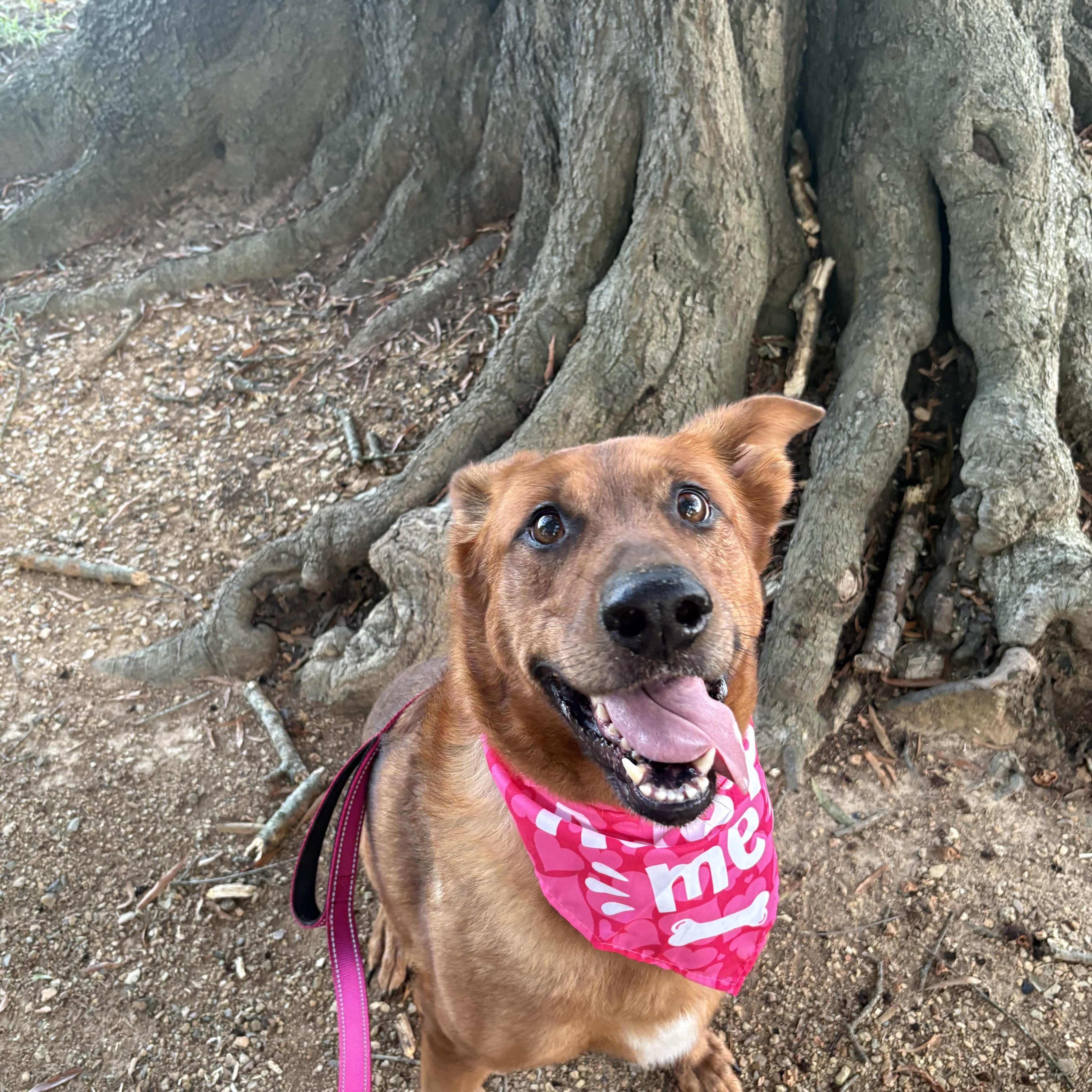 Enlarge Penny, a Adoptable mixed breed in atlanta, GA image 6/6