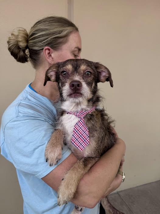 Winston, Adoptable, Young Male Chihuahua.