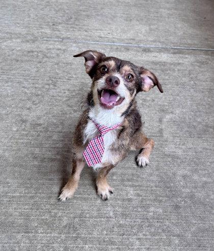 Winston, a Adoptable Chihuahua in McKinney, TX image 2/2