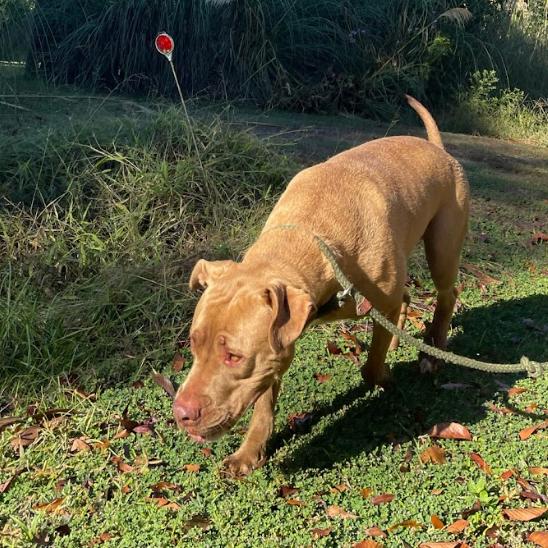 Enlarge ROBINSON, a Adoptable mixed breed in QUINCY, FL image 1/6