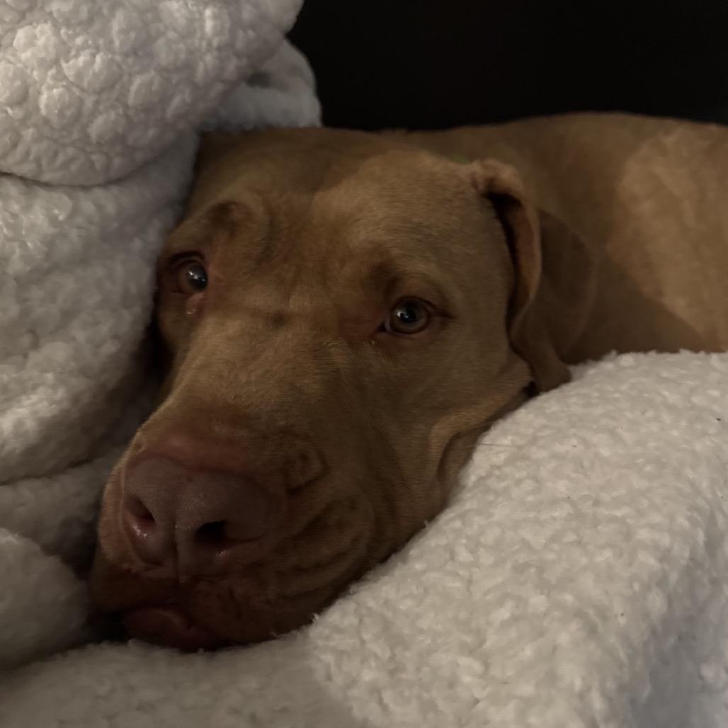 Enlarge ROBINSON, a Adoptable mixed breed in QUINCY, FL image 2/6
