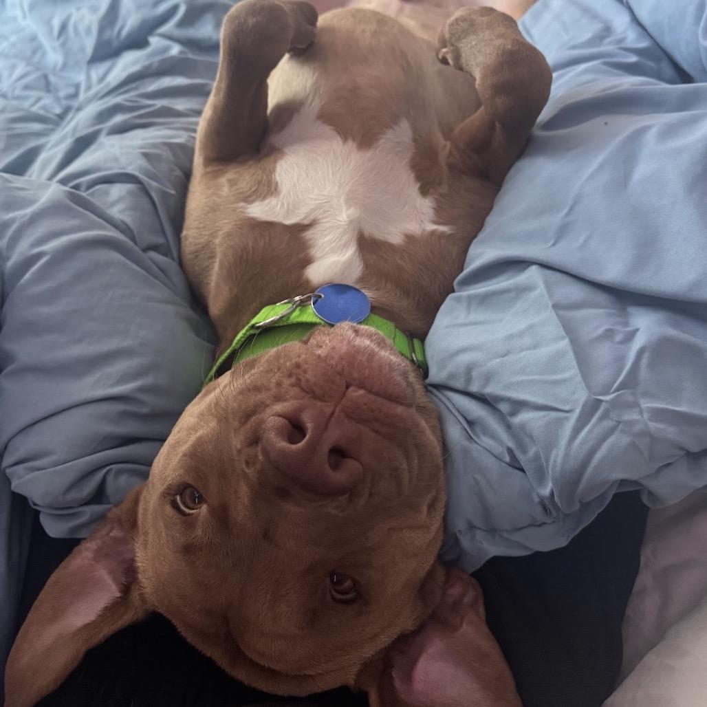 Enlarge ROBINSON, a Adoptable mixed breed in QUINCY, FL image 3/6