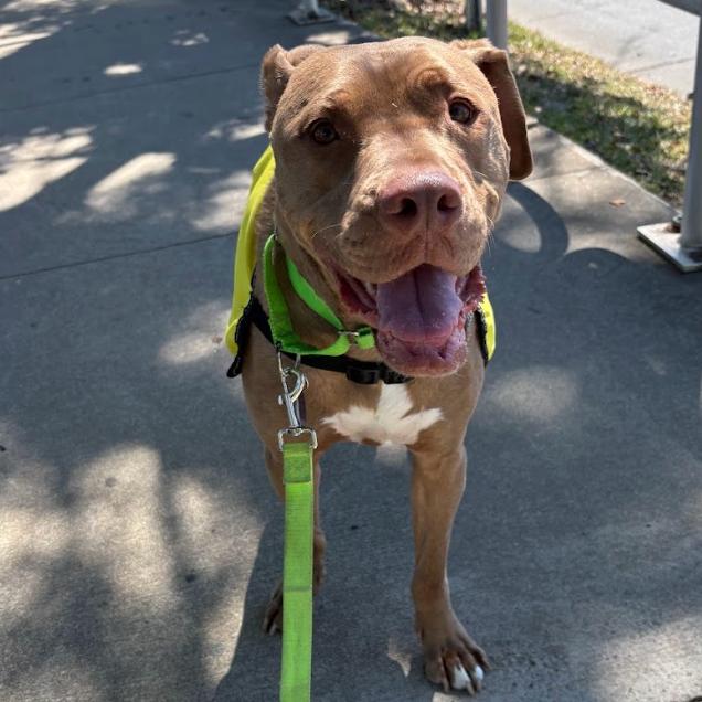 Enlarge ROBINSON, a Adoptable mixed breed in QUINCY, FL image 4/6