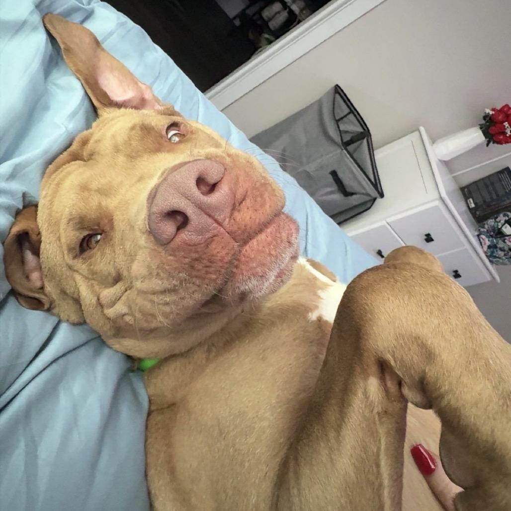 Enlarge ROBINSON, a Adoptable mixed breed in QUINCY, FL image 5/6