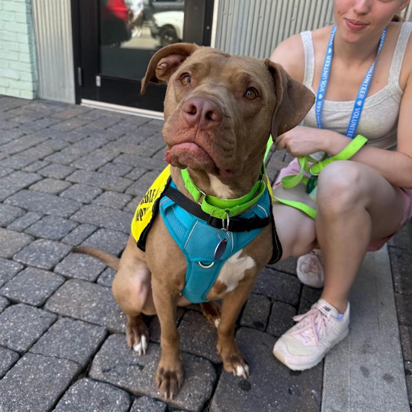 Enlarge ROBINSON, a Adoptable mixed breed in QUINCY, FL image 6/6
