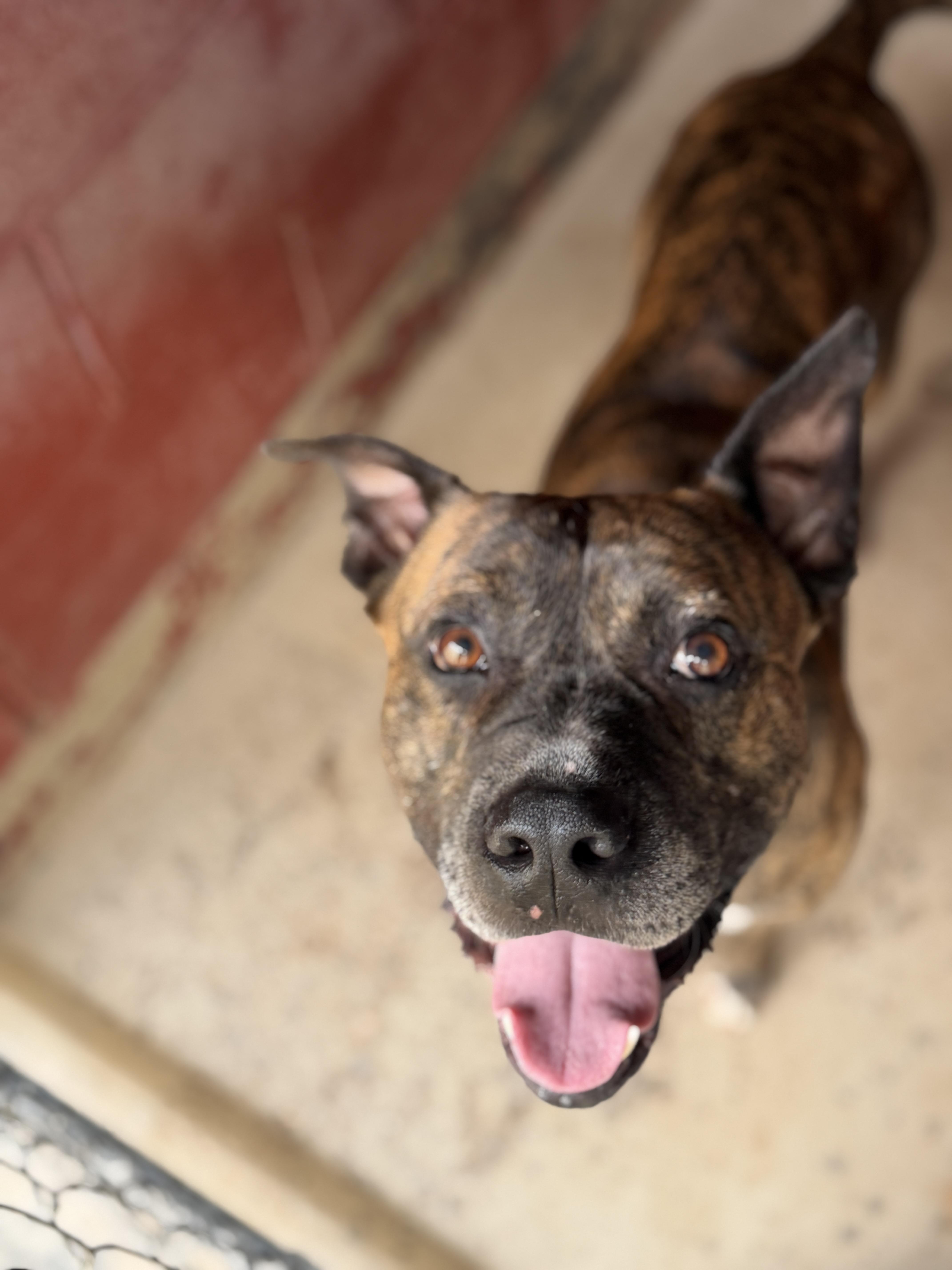 Bullet 12110, Adoptable, Adult Male Boxer.