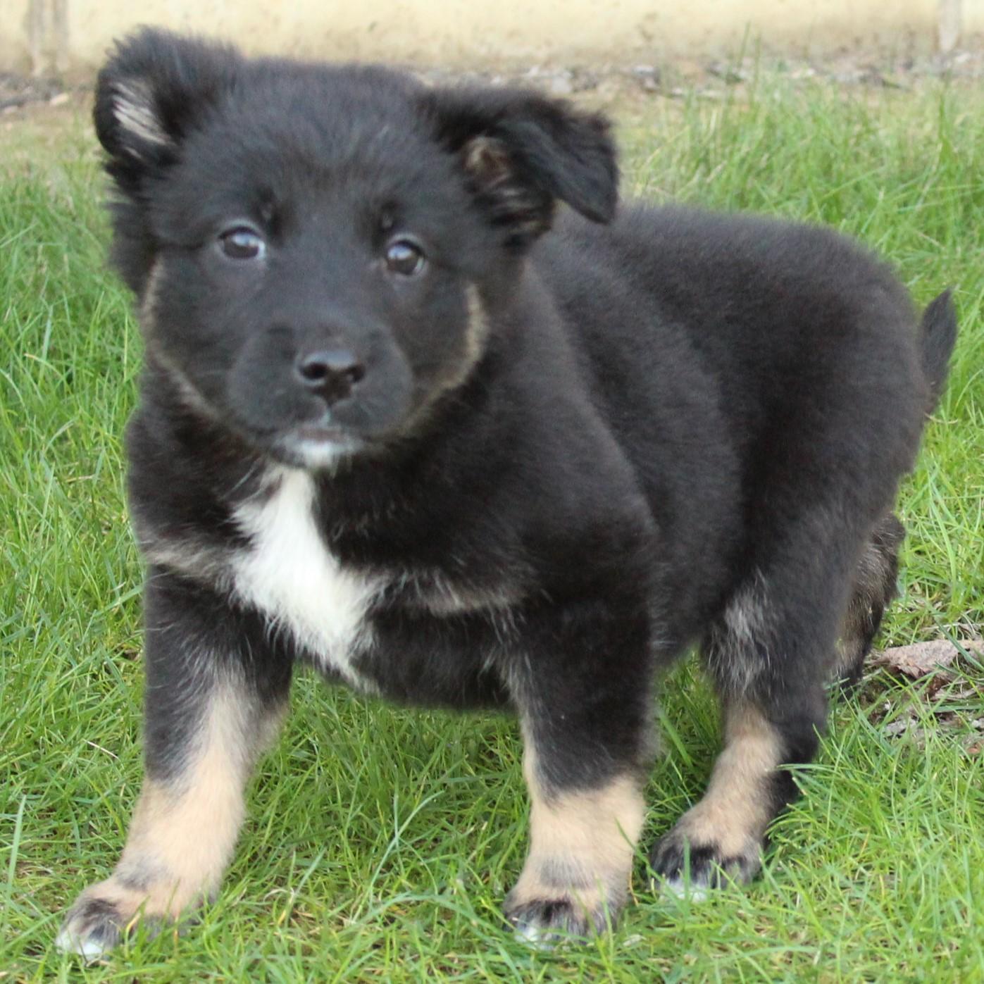 Enlarge Wander, an adopted mixed breed in Eaton, OH image 3/6