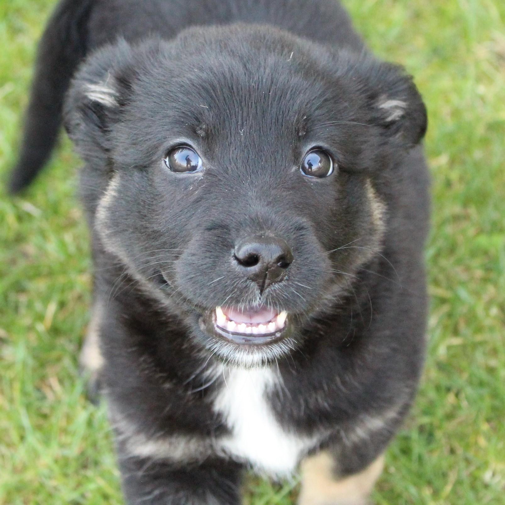 Enlarge Wander, an adopted mixed breed in Eaton, OH image 1/6