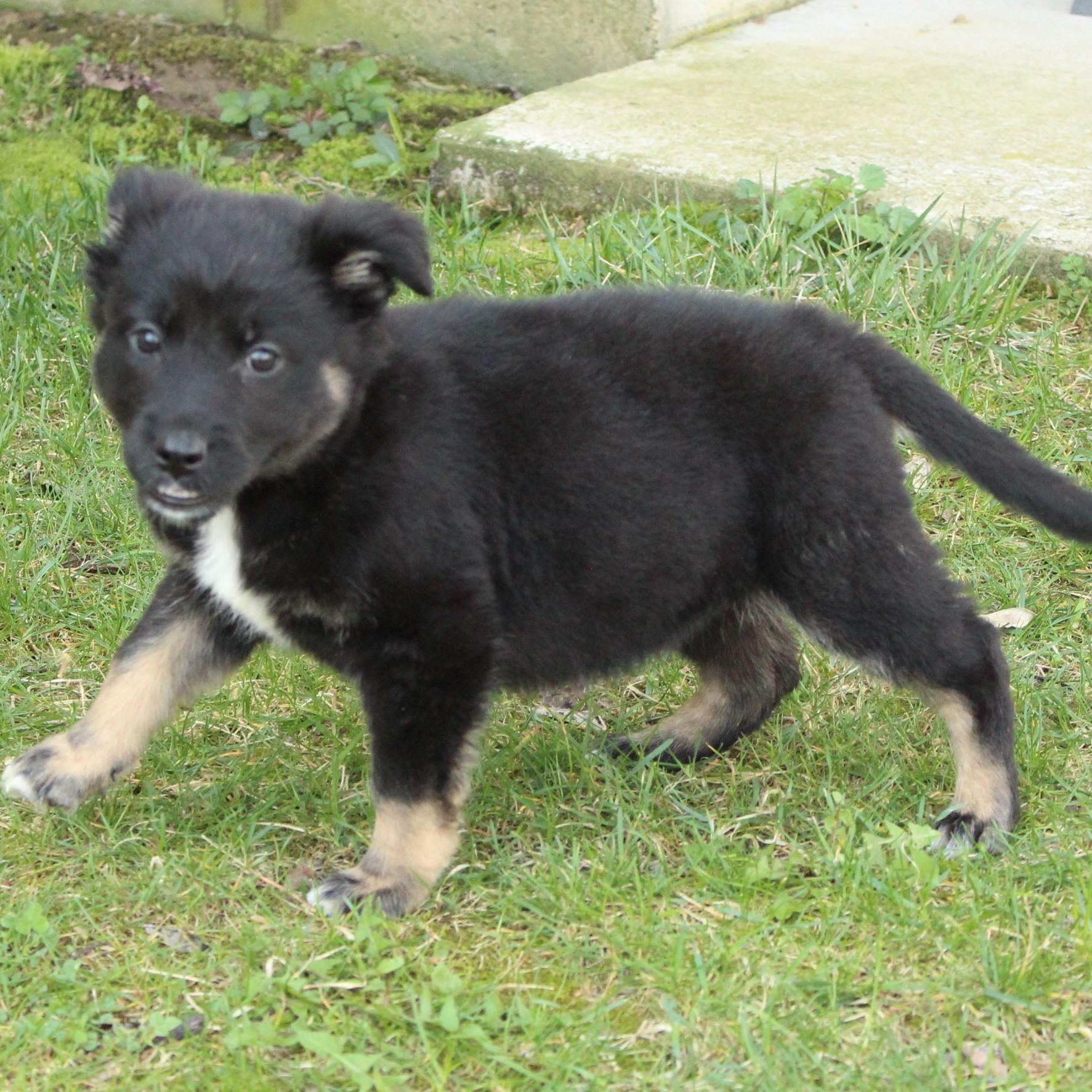 Enlarge Wander, an adopted mixed breed in Eaton, OH image 5/6