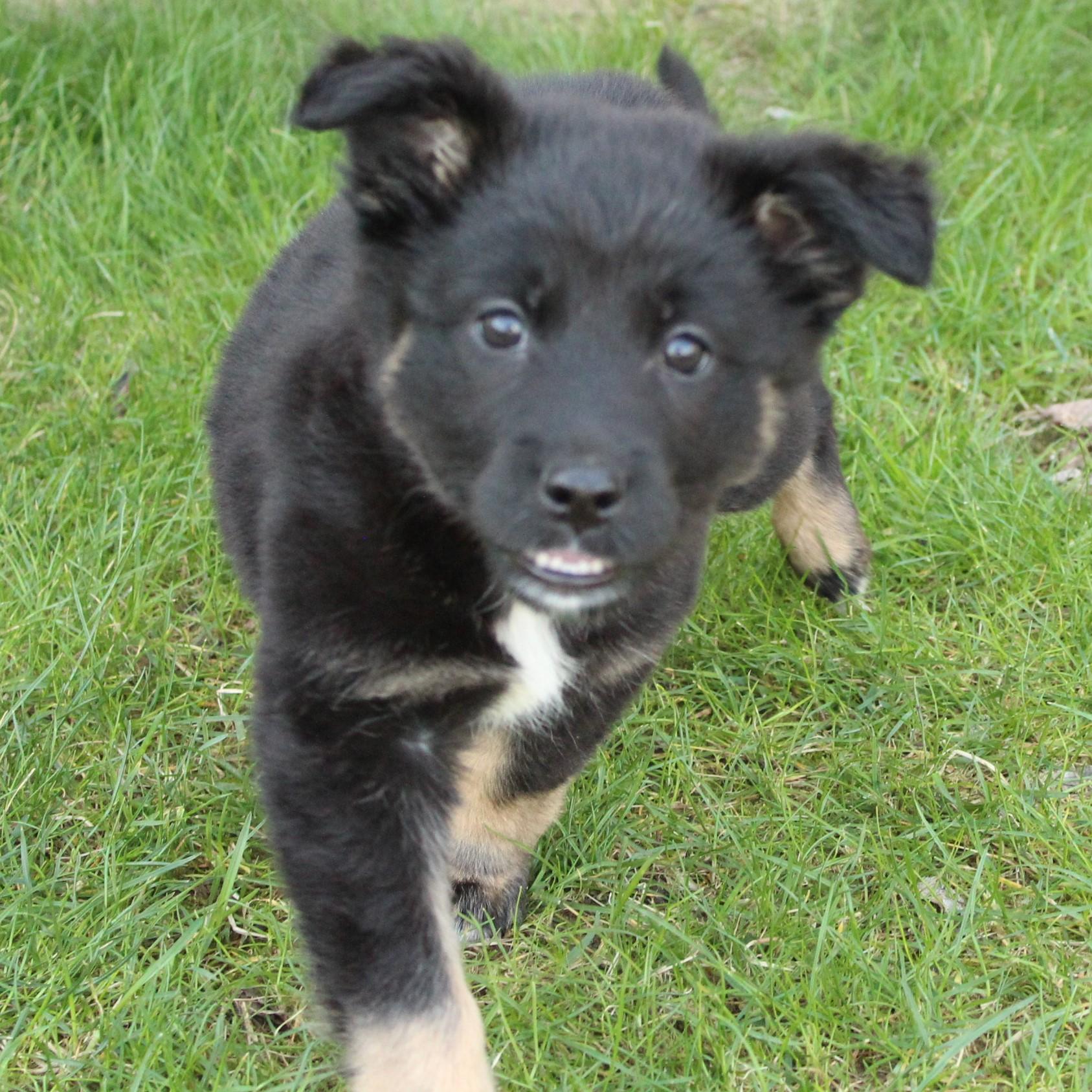 Enlarge Wander, an adopted mixed breed in Eaton, OH image 2/6