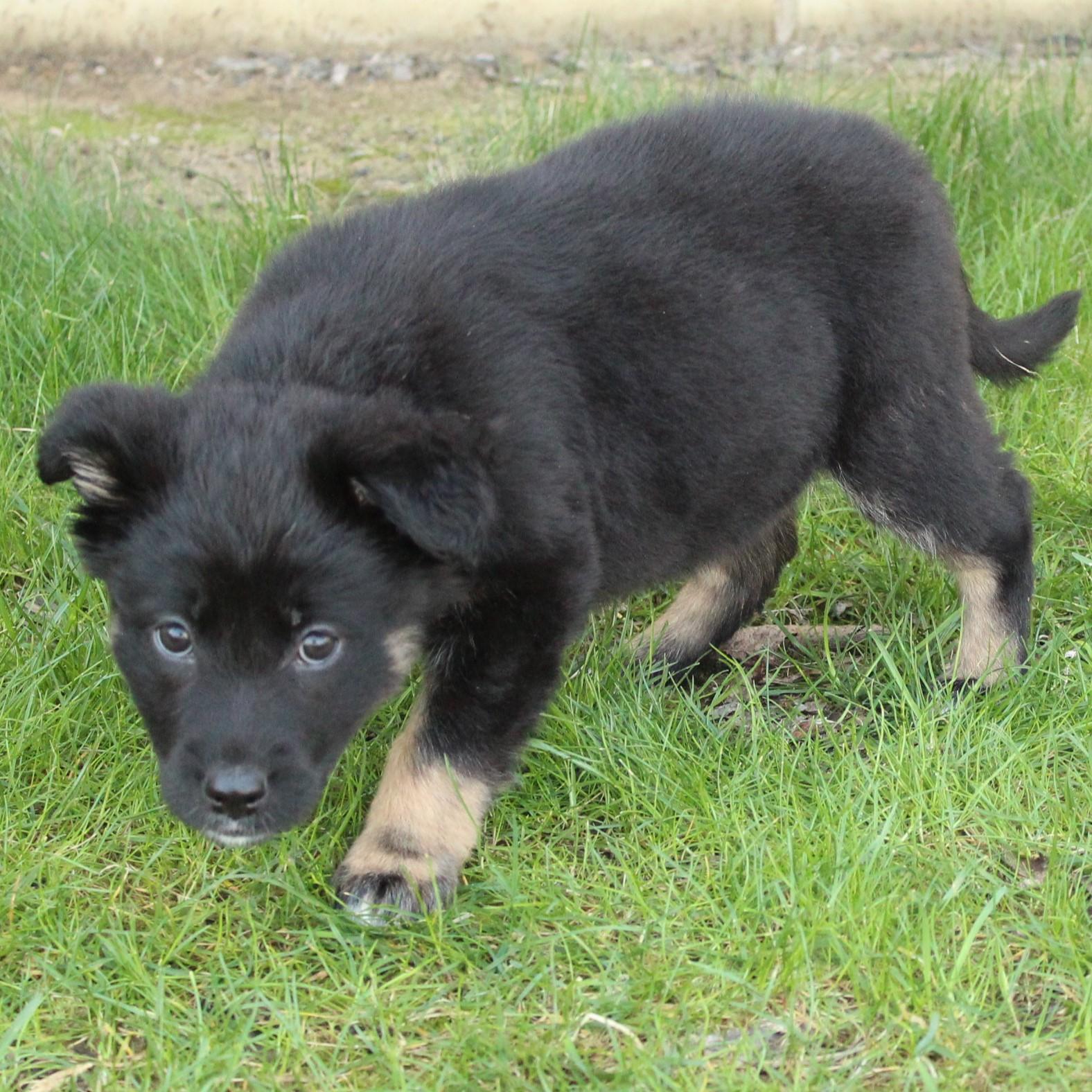Enlarge Wander, an adopted mixed breed in Eaton, OH image 6/6