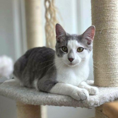 Shota, Adoptable, Young Male Domestic Short Hair.