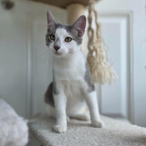 Enlarge Shota, a Adoptable Domestic Short Hair in Elizabeth, IL image 2/6