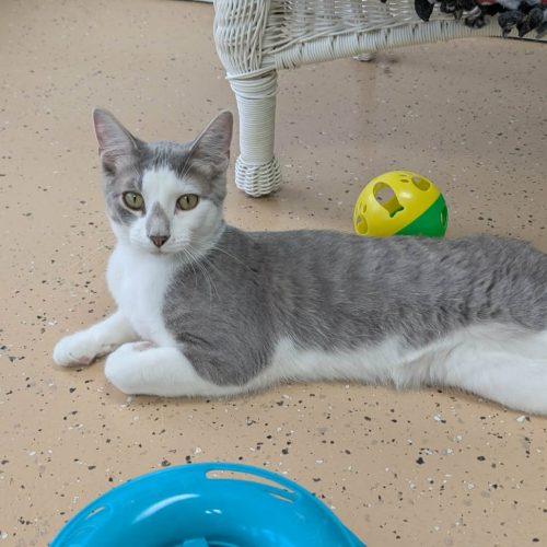 Enlarge Shota, a Adoptable Domestic Short Hair in Elizabeth, IL image 3/6
