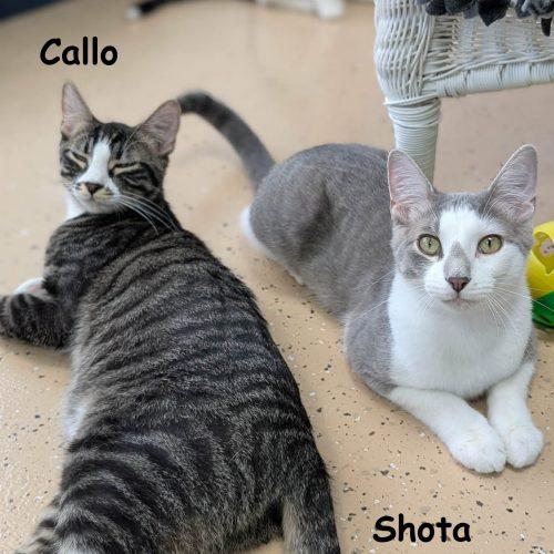 Enlarge Shota, a Adoptable Domestic Short Hair in Elizabeth, IL image 4/6