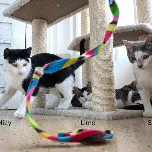 Enlarge Shota, a Adoptable Domestic Short Hair in Elizabeth, IL image 5/6